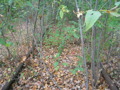 Bruce Freeman Rail Trail Clean-up